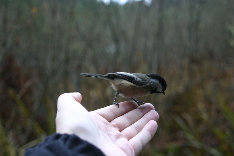 300D 0238 Feeding a bird by hand